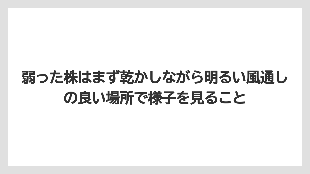 【栽培】【農園】【農業】弱った株はまず乾かしながら明るい風通しの良い場所で様子を見ること