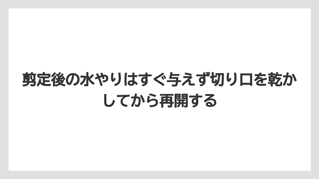【サンスベリア】【栽培】【肥料】剪定後の水やりはすぐ与えず切り口を乾かしてから再開する