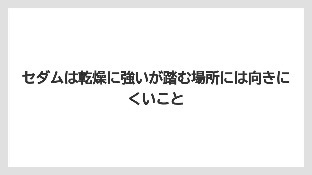 【栽培】【農園】【農業】セダムは乾燥に強いが踏む場所には向きにくいこと
