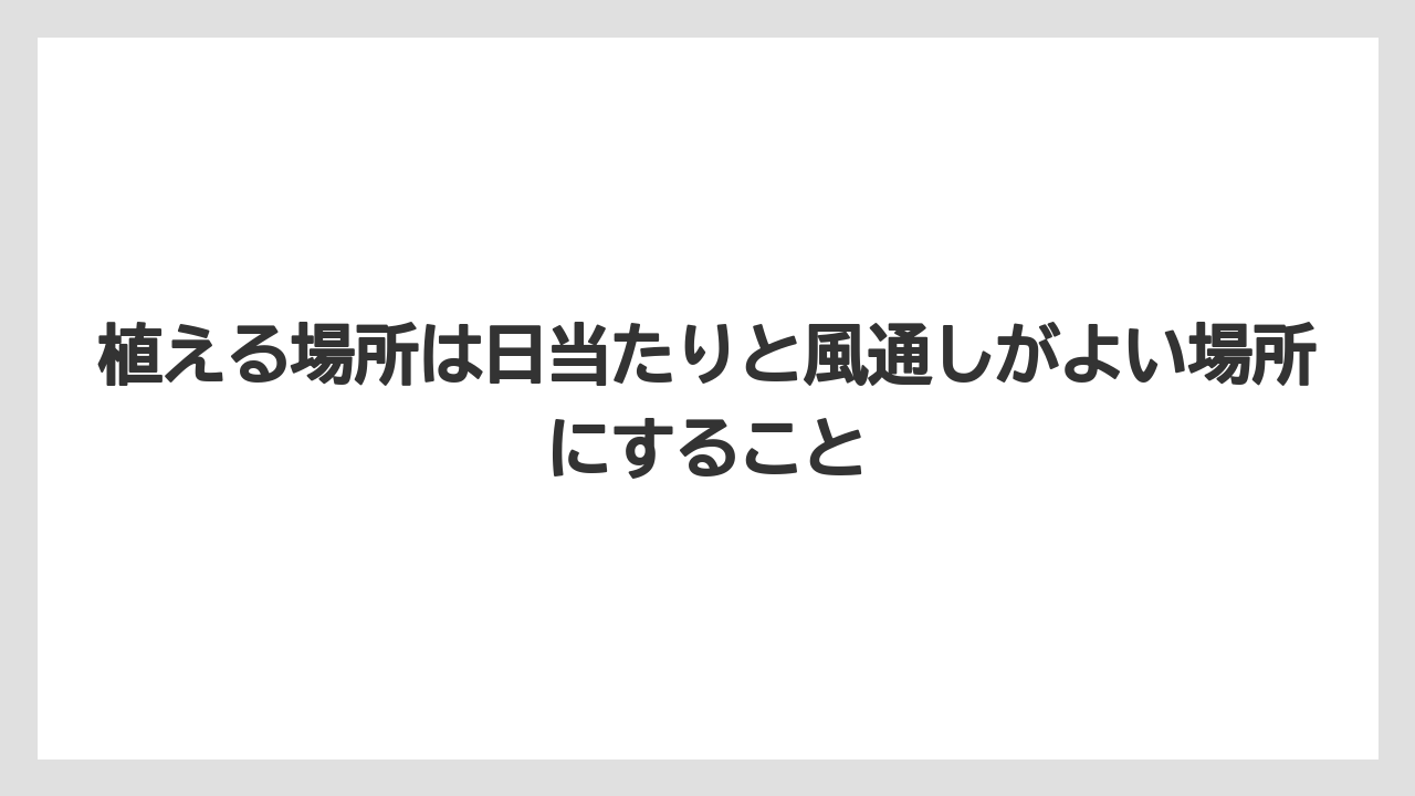 【バラ】【栽培】【農業】植える場所は日当たりと風通しがよい場所にすること