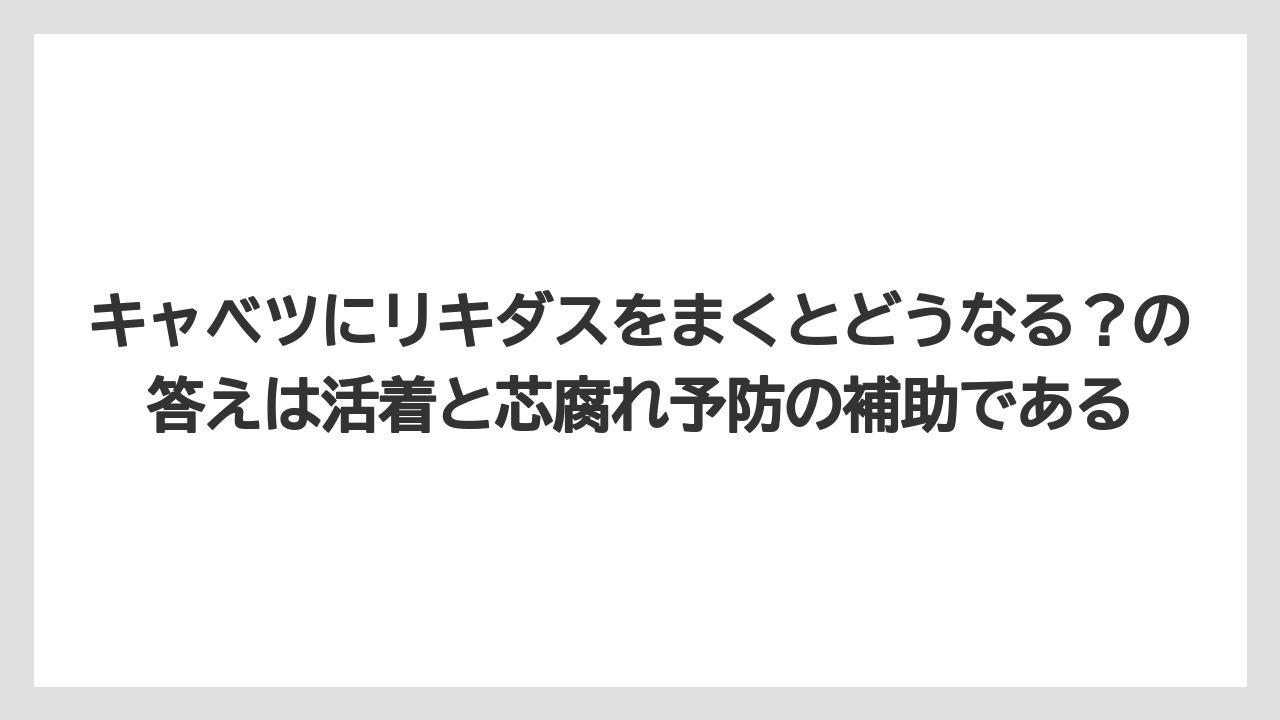 【リキダス】【栽培】【葉】【野菜】キャベツにリキダスをまくとどうなる？の答えは活着と芯腐れ予防の補助である
