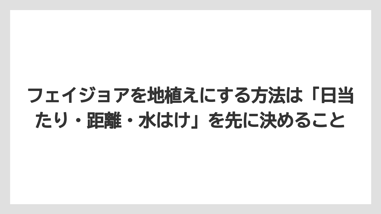 【栽培】【農園】【農業】フェイジョアを地植えにする方法は「日当たり・距離・水はけ」を先に決めること