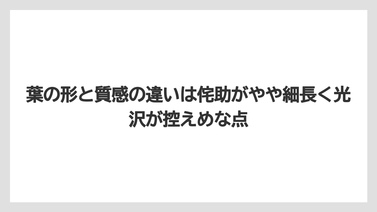 【栽培】【農園】【農業】葉の形と質感の違いは侘助がやや細長く光沢が控えめな点
