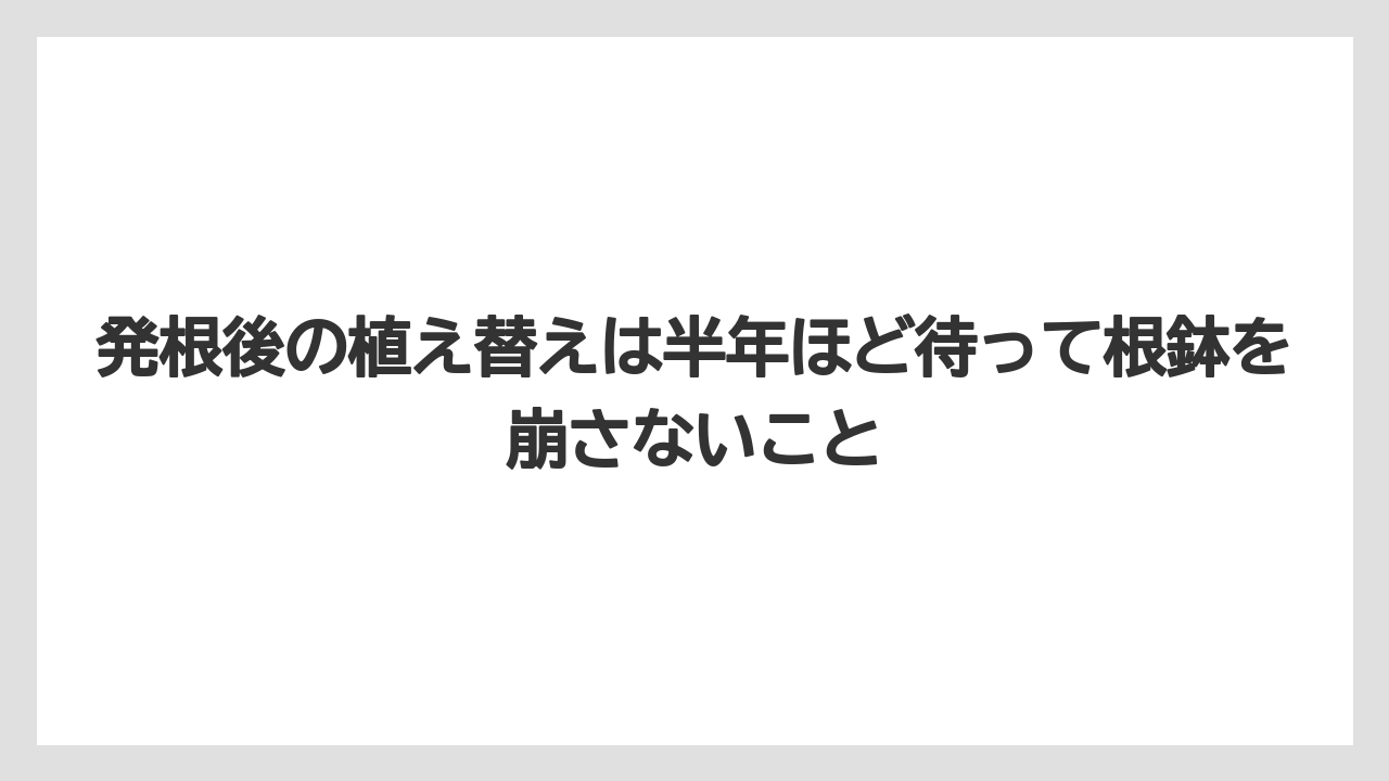 【バラ】【ミモザ】【メネデール】【栽培】【肥料】発根後の植え替えは半年ほど待って根鉢を崩さないこと