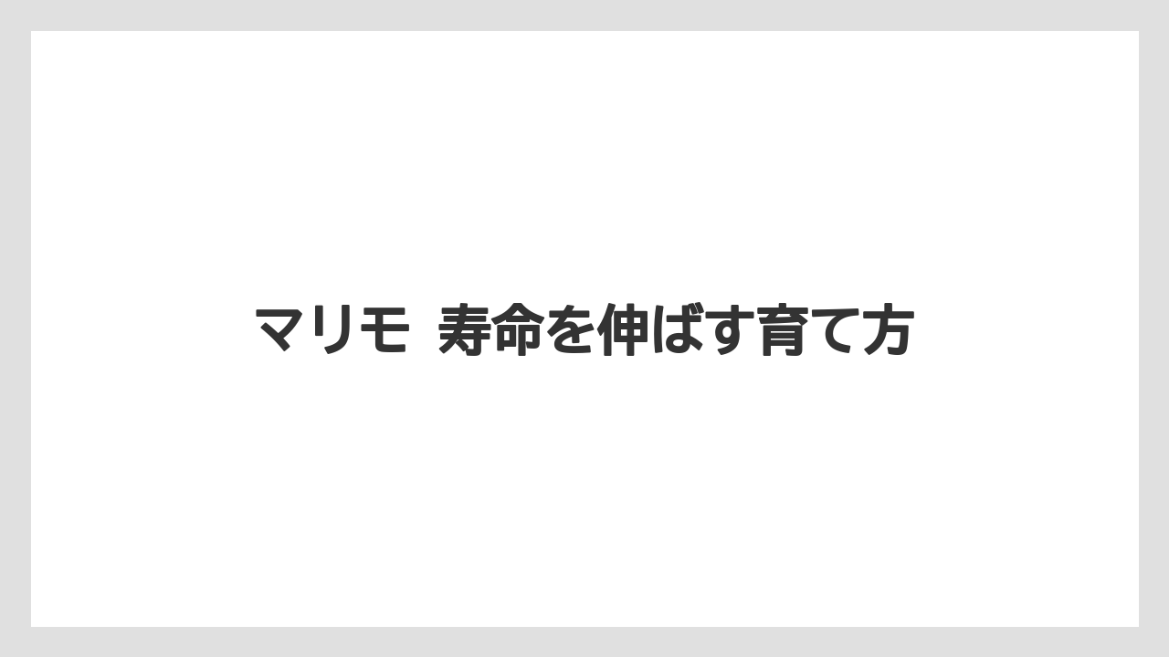 【栽培】【農園】【農業】お土産のマリモも生き物だが天然マリモとは別物である