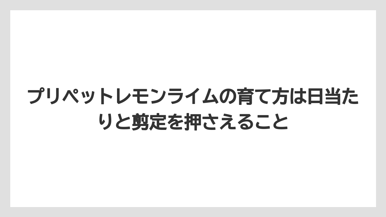 【レモン】【栽培】【農業】プリペットレモンライムの育て方は日当たりと剪定を押さえること