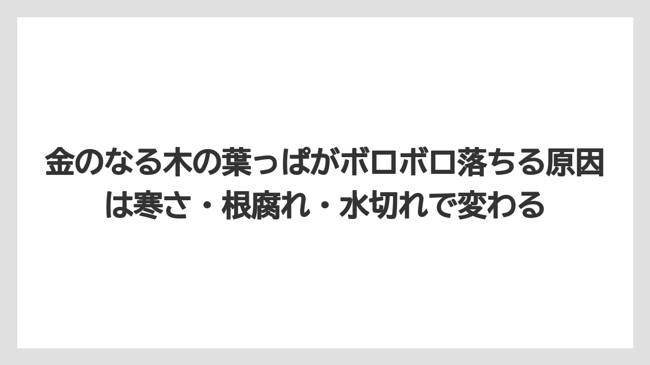 【木】【栽培】【農業】金のなる木の葉っぱがボロボロ落ちる原因は寒さ・根腐れ・水切れで変わる