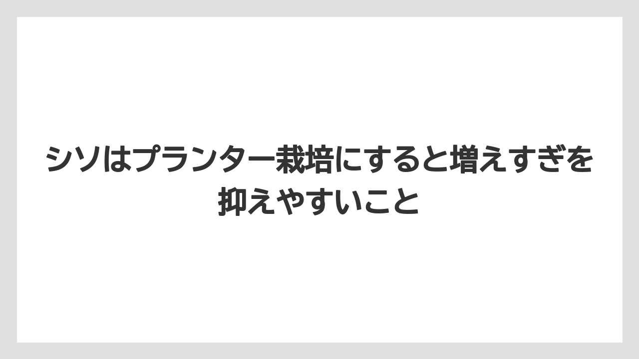 【いけない】【大葉】【庭】【栽培】【植え】シソはプランター栽培にすると増えすぎを抑えやすいこと