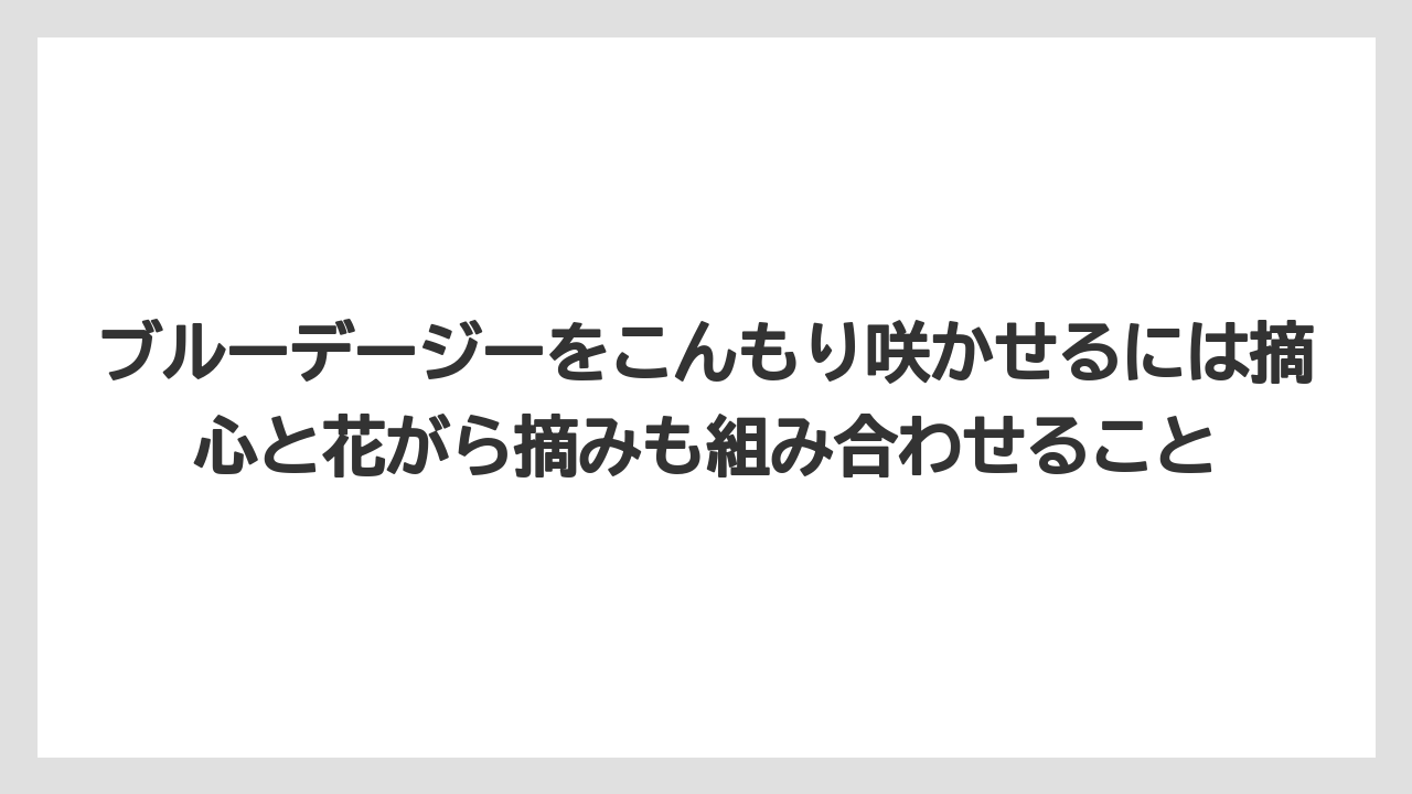 【栽培】【農園】【農業】ブルーデージーをこんもり咲かせるには摘心と花がら摘みも組み合わせること