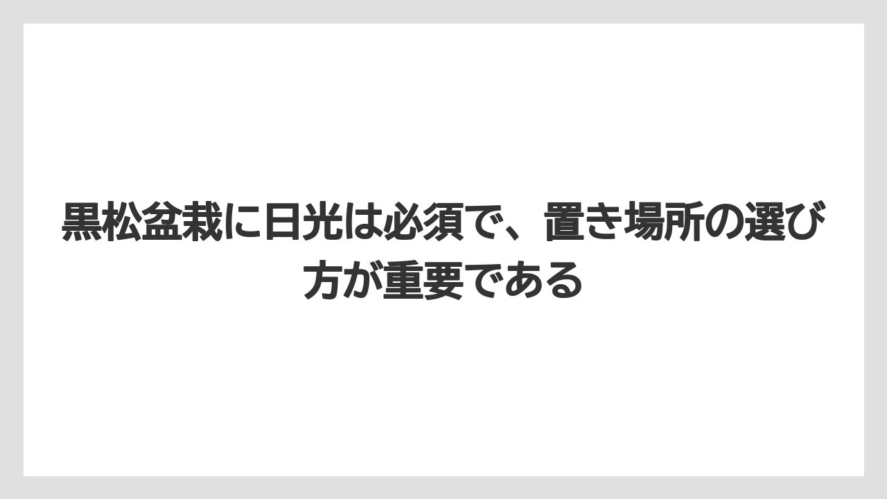 【栽培】【農園】【農業】黒松盆栽に日光は必須で、置き場所の選び方が重要である