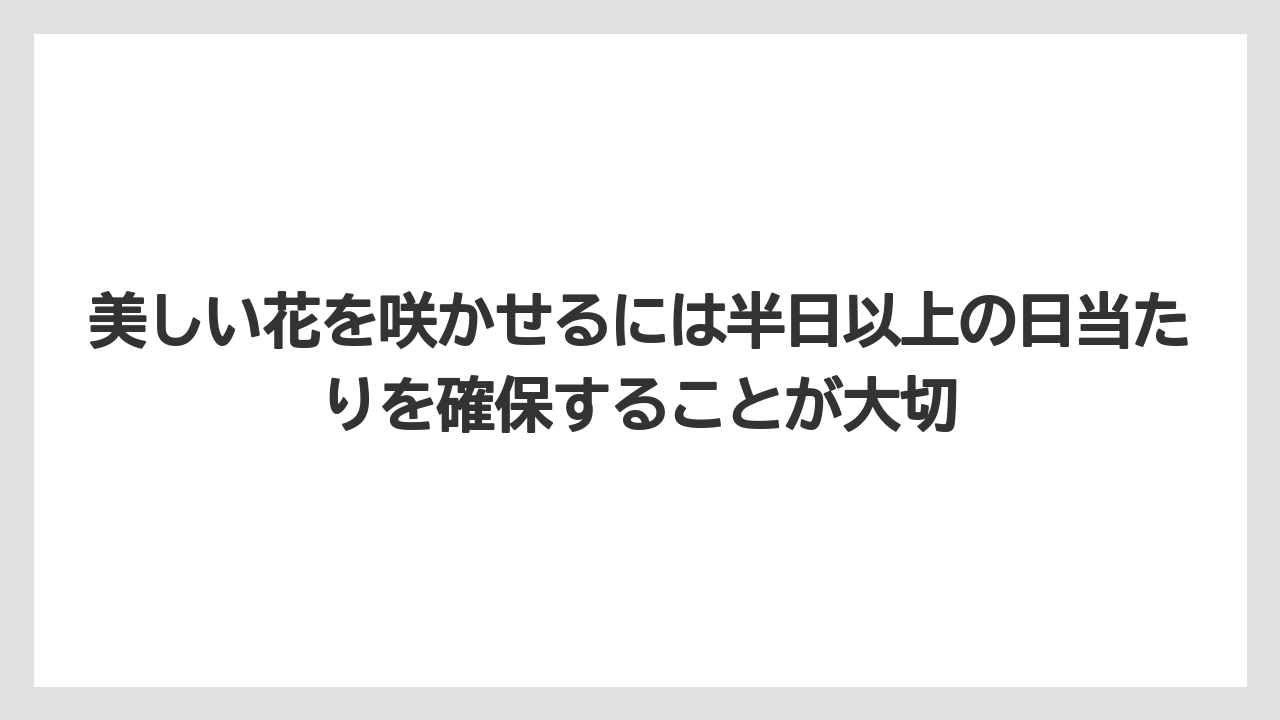 【ビバーナム】【後悔】【栽培】【植え】【育て方】美しい花を咲かせるには半日以上の日当たりを確保することが大切