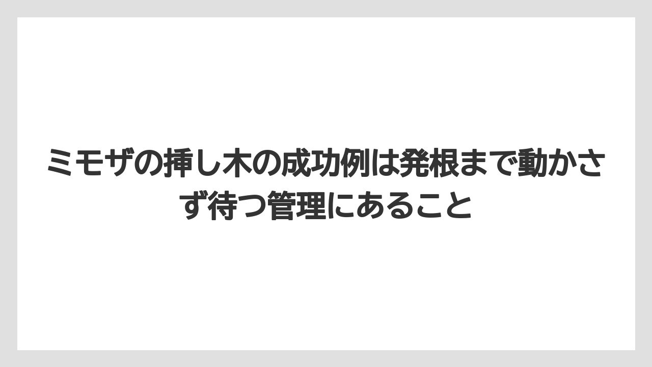 【バラ】【ミモザ】【メネデール】【栽培】【肥料】ミモザの挿し木の成功例は発根まで動かさず待つ管理にあること