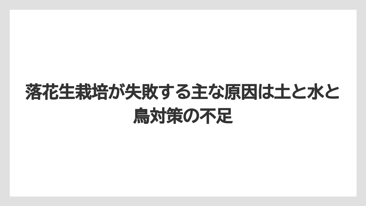 【栽培】【育て方】【花】【農業】落花生栽培が失敗する主な原因は土と水と鳥対策の不足