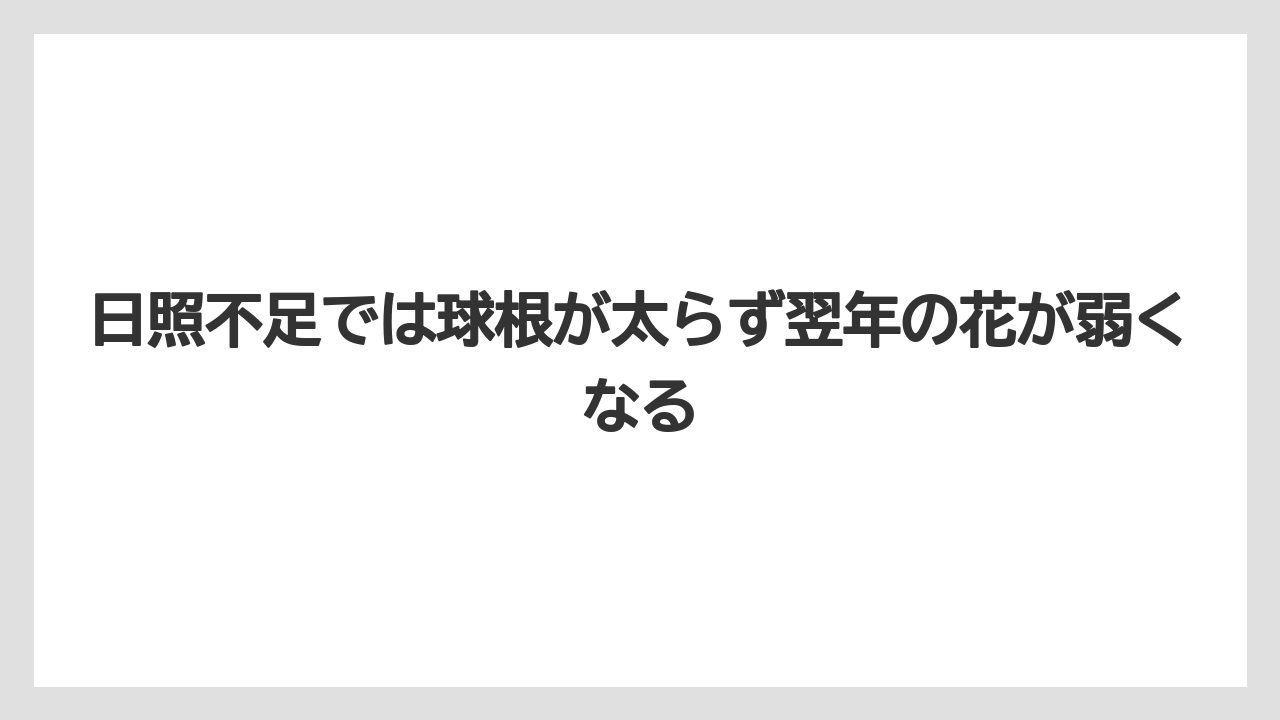 【栽培】【育て方】【花】【葉】日照不足では球根が太らず翌年の花が弱くなる