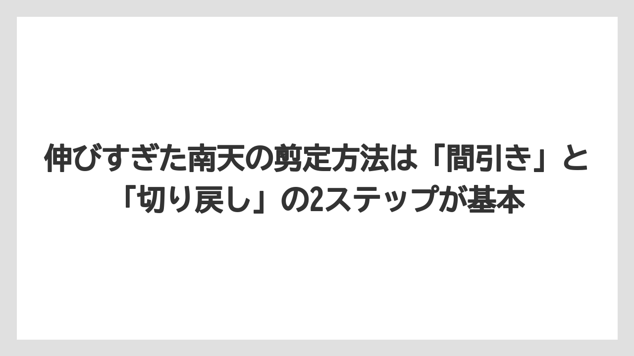 【栽培】【農園】【農業】伸びすぎた南天の剪定方法は「間引き」と「切り戻し」の2ステップが基本