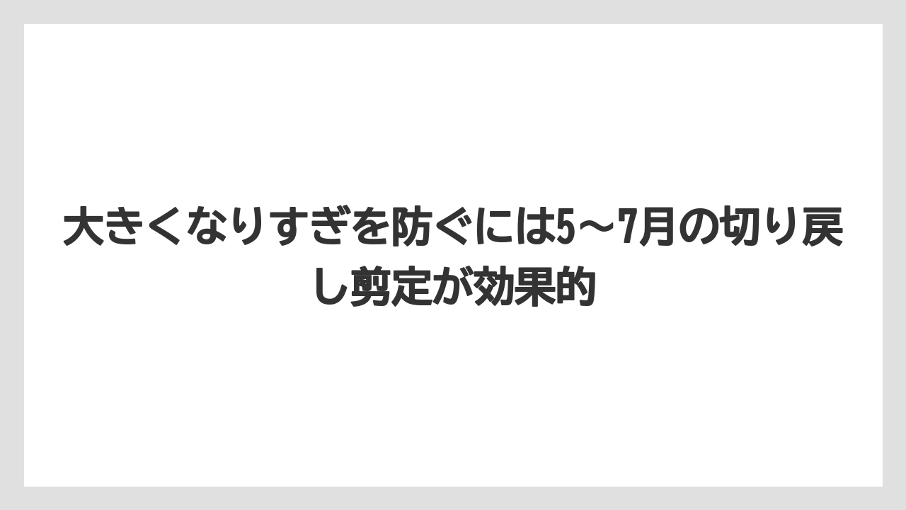 【ガジュマル】【剪定】【栽培】大きくなりすぎを防ぐには5〜7月の切り戻し剪定が効果的
