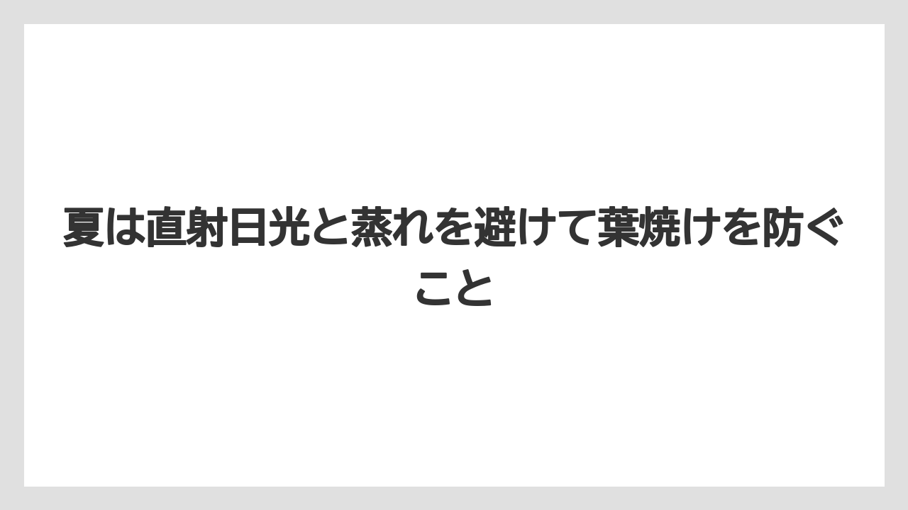 【栽培】【花】【農業】夏は直射日光と蒸れを避けて葉焼けを防ぐこと