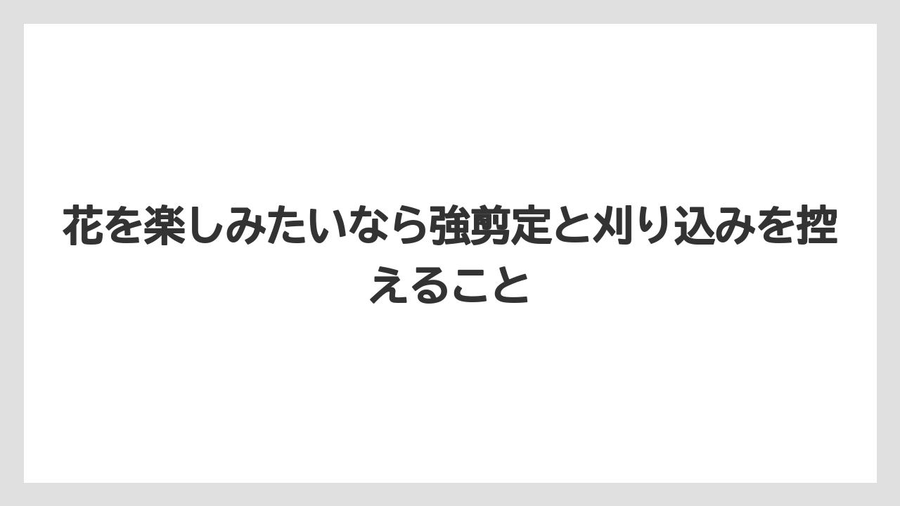 【スモークツリー】【剪定】【枯れ】【栽培】花を楽しみたいなら強剪定と刈り込みを控えること