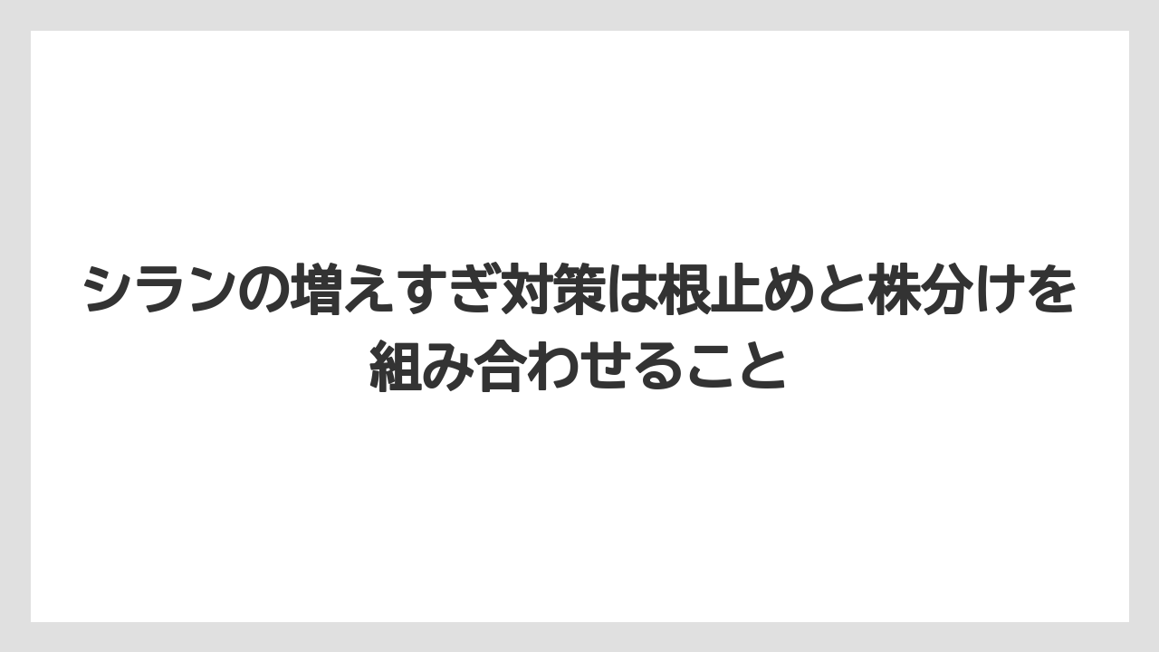 【栽培】【農園】【農業】シランの増えすぎ対策は根止めと株分けを組み合わせること