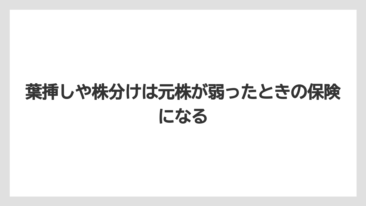 【サンスベリア】【栽培】【農業】葉挿しや株分けは元株が弱ったときの保険になる