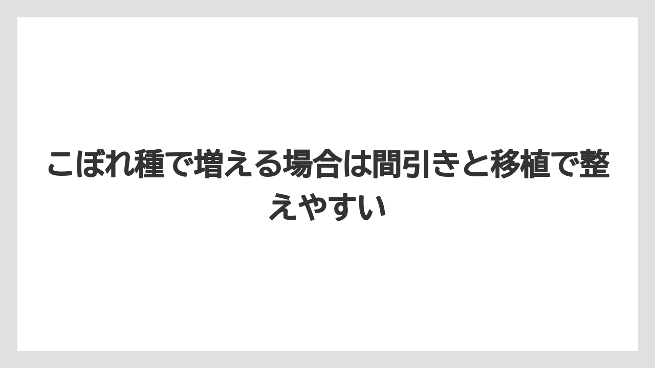 【栽培】【農園】【農業】こぼれ種で増える場合は間引きと移植で整えやすい