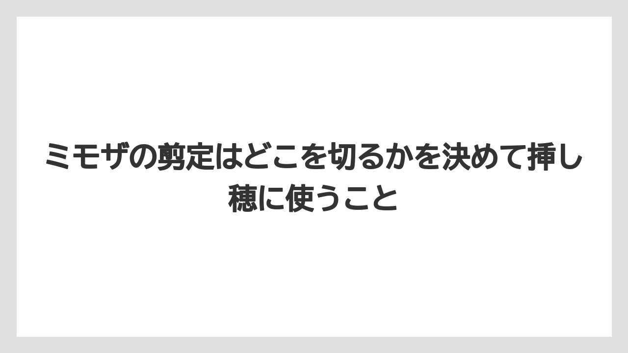 【バラ】【ミモザ】【メネデール】【栽培】【肥料】ミモザの剪定はどこを切るかを決めて挿し穂に使うこと