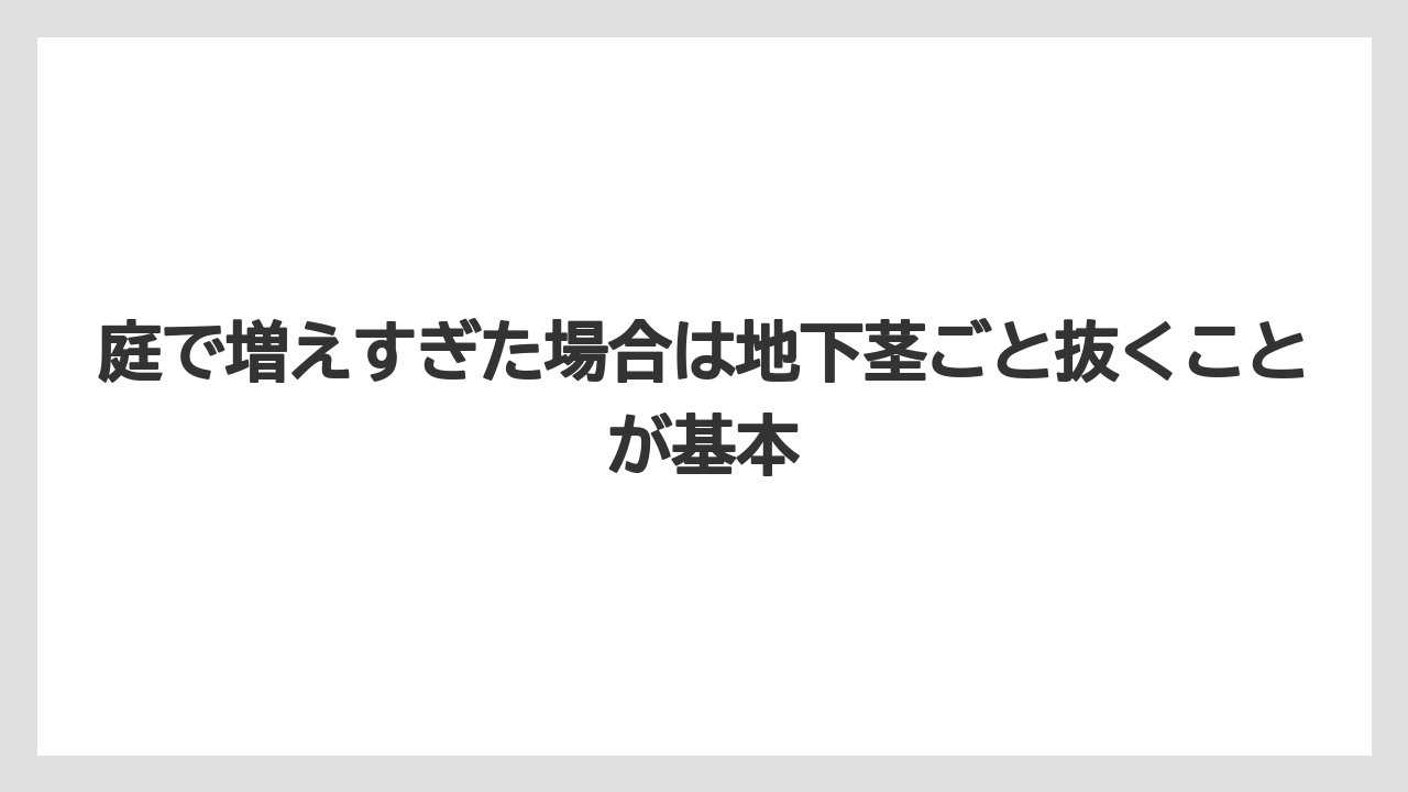 【庭】【栽培】【植え】【毒】【猫】庭で増えすぎた場合は地下茎ごと抜くことが基本