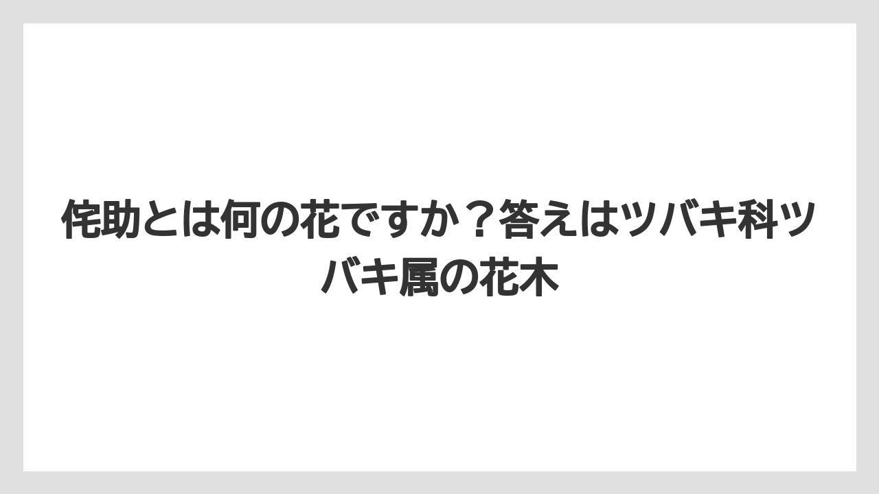 【栽培】【農園】【農業】侘助とは何の花ですか？答えはツバキ科ツバキ属の花木