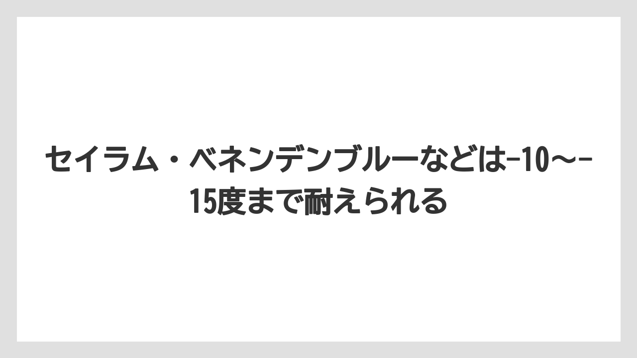 【栽培】【農園】【農業】セイラム・ベネンデンブルーなどは-10〜-15度まで耐えられる