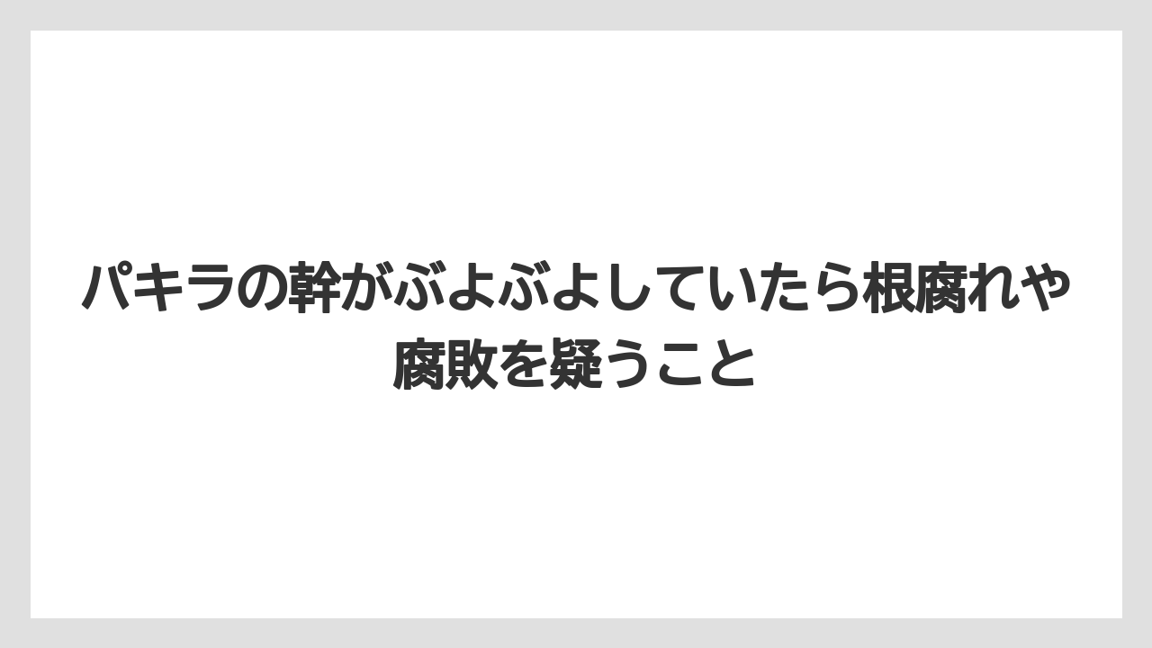 【パキラ】【栽培】【農業】パキラの幹がぶよぶよしていたら根腐れや腐敗を疑うこと