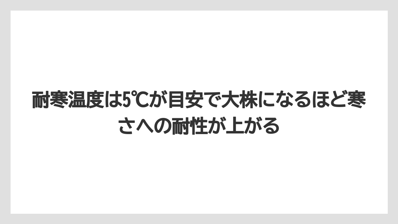 【栽培】【農園】【農業】耐寒温度は5℃が目安で大株になるほど寒さへの耐性が上がる
