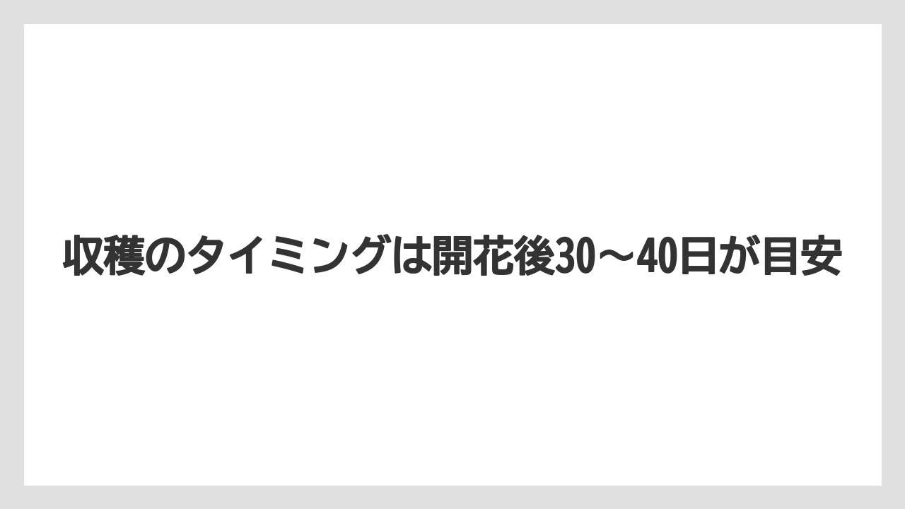 【栽培】【植え】【農業】収穫のタイミングは開花後30〜40日が目安