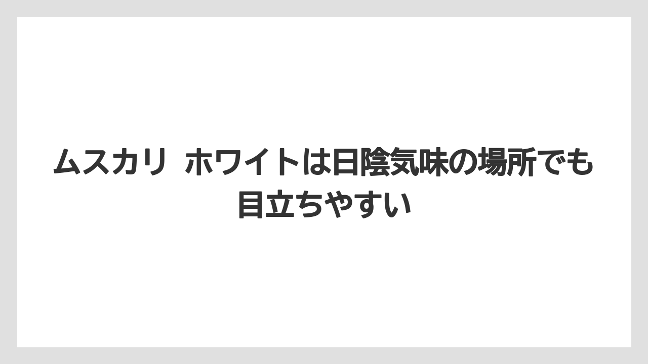 【栽培】【農園】【農業】ムスカリ ホワイトは日陰気味の場所でも目立ちやすい