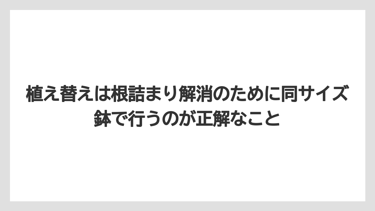 【栽培】【農園】【農業】植え替えは根詰まり解消のために同サイズ鉢で行うのが正解なこと