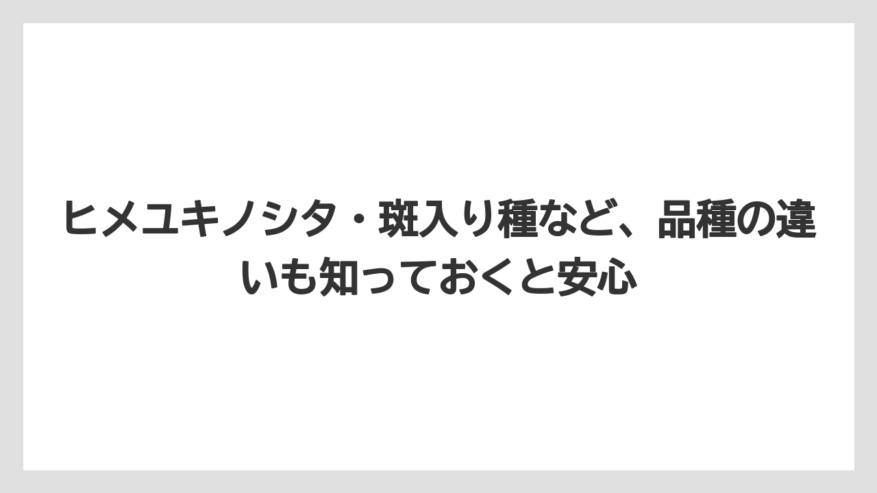 【栽培】【農園】【農業】ヒメユキノシタ・斑入り種など、品種の違いも知っておくと安心