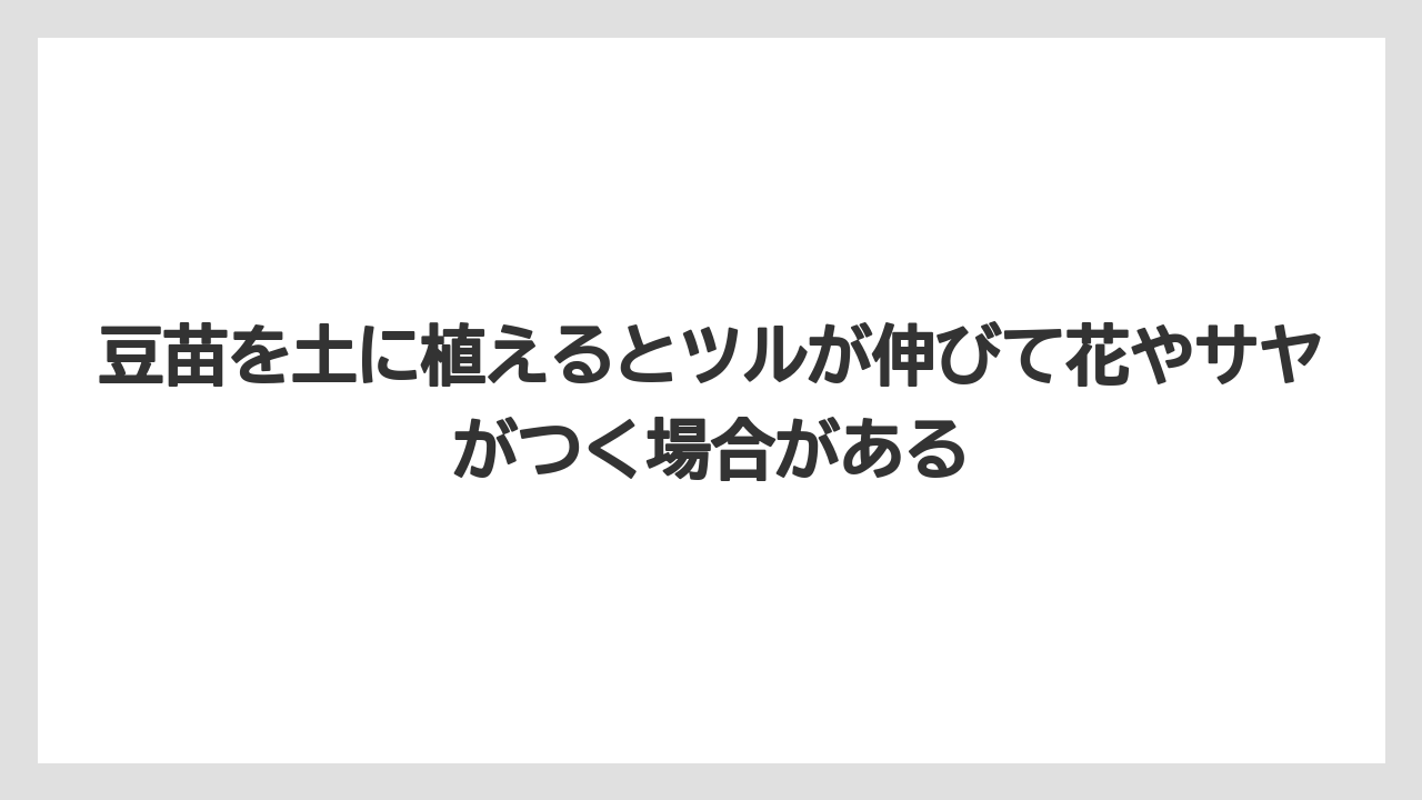 【土】【栽培】【植え】【育て方】【豆苗】豆苗を土に植えるとツルが伸びて花やサヤがつく場合がある