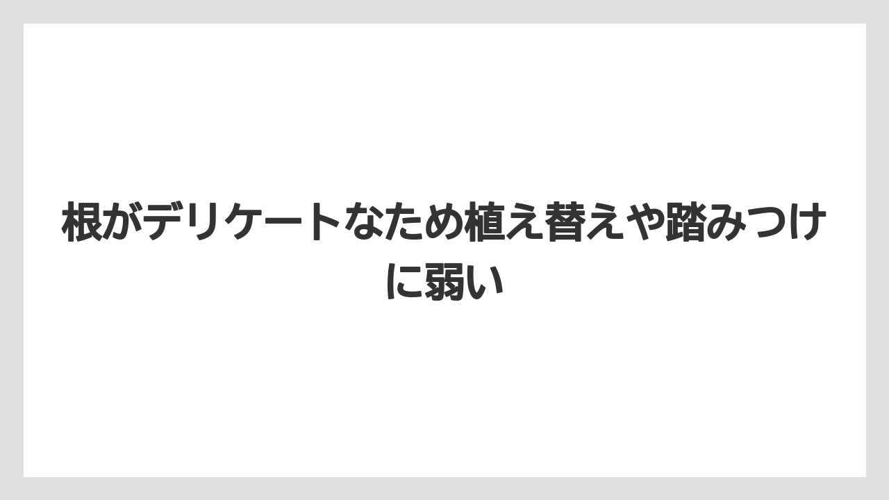 【栽培】【農園】【農業】根がデリケートなため植え替えや踏みつけに弱い