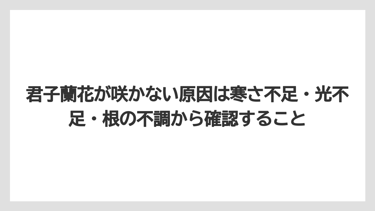 【栽培】【花】【農業】君子蘭花が咲かない原因は寒さ不足・光不足・根の不調から確認すること