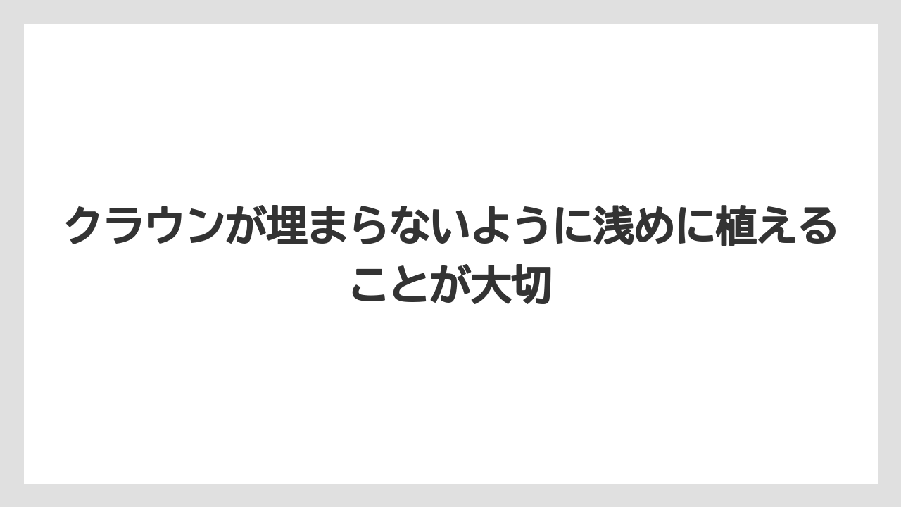 【栽培】【農園】【農業】クラウンが埋まらないように浅めに植えることが大切