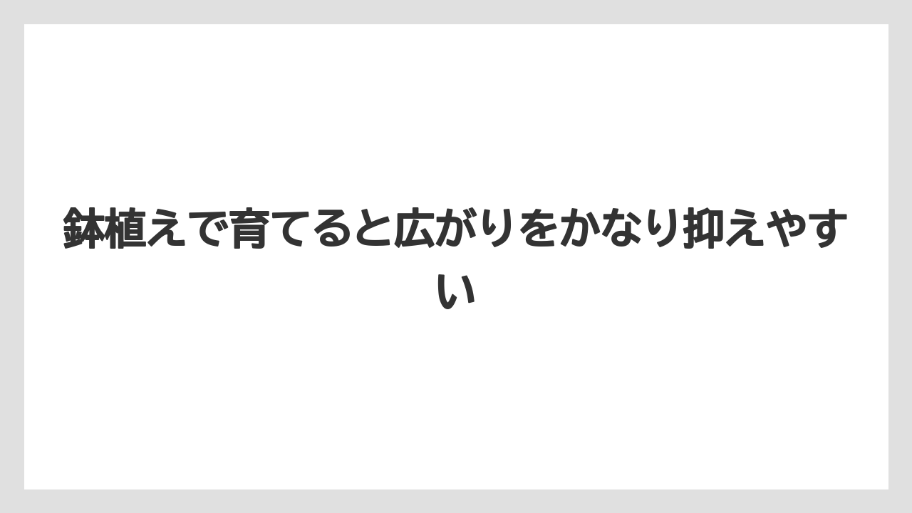 【栽培】【農園】【農業】鉢植えで育てると広がりをかなり抑えやすい