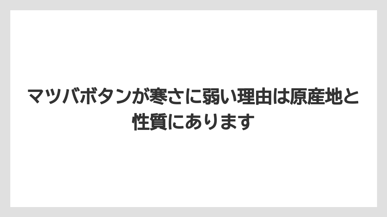 【栽培】【農園】【農業】マツバボタンが寒さに弱い理由は原産地と性質にあります