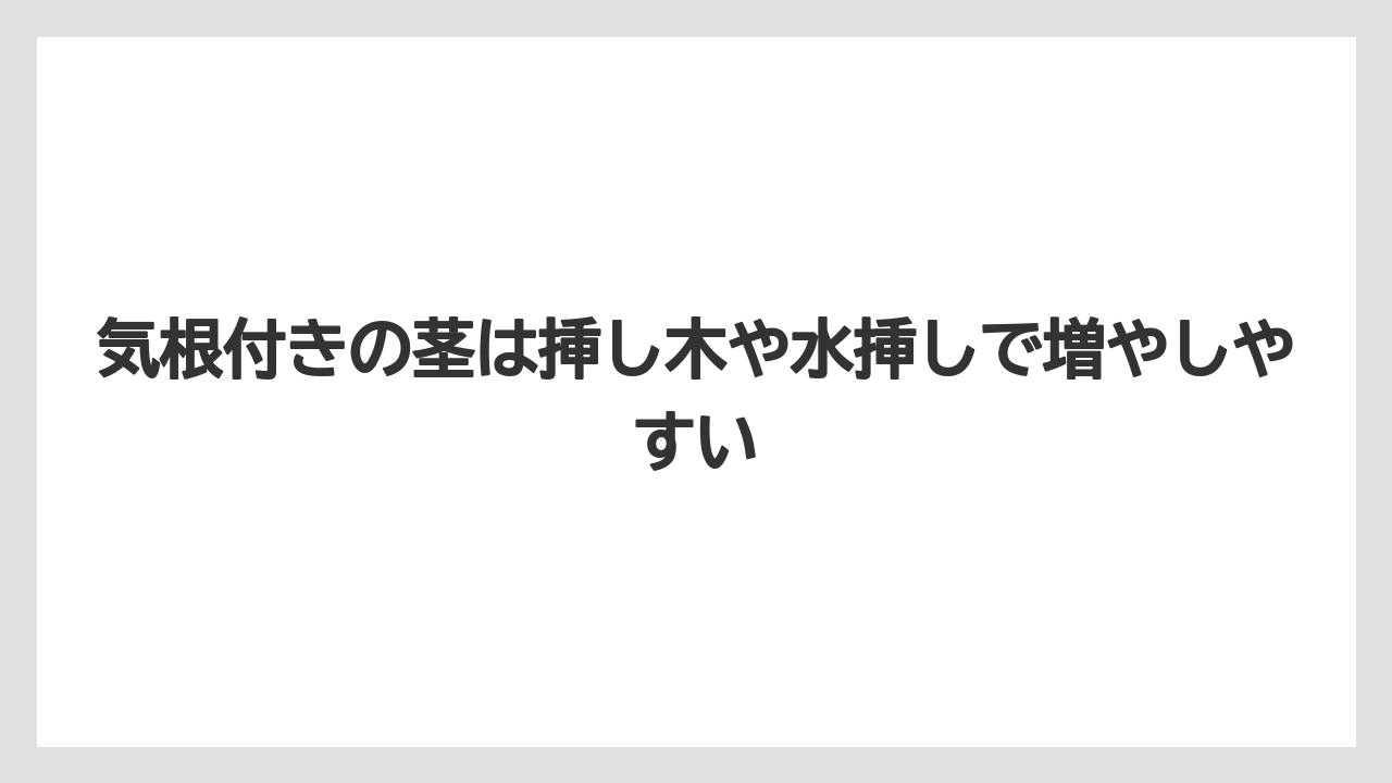 【モンステラ】【栽培】【農業】気根付きの茎は挿し木や水挿しで増やしやすい