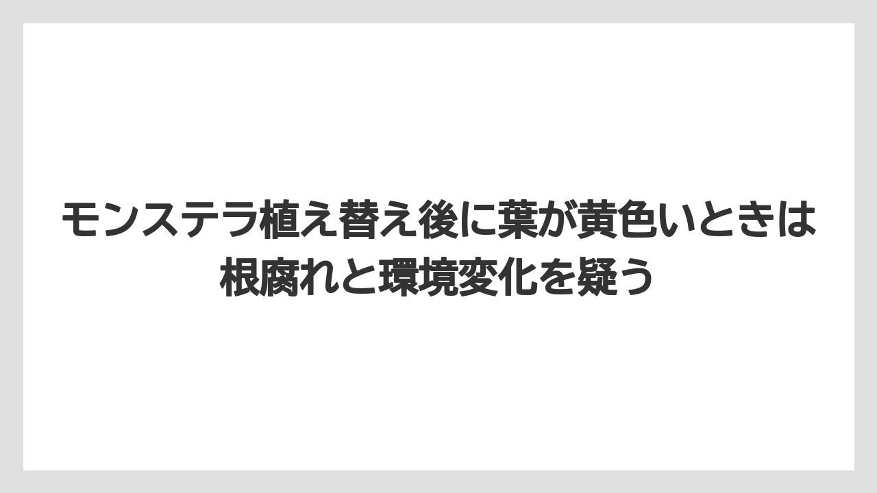 【モンステラ】【栽培】【農業】モンステラ植え替え後に葉が黄色いときは根腐れと環境変化を疑う