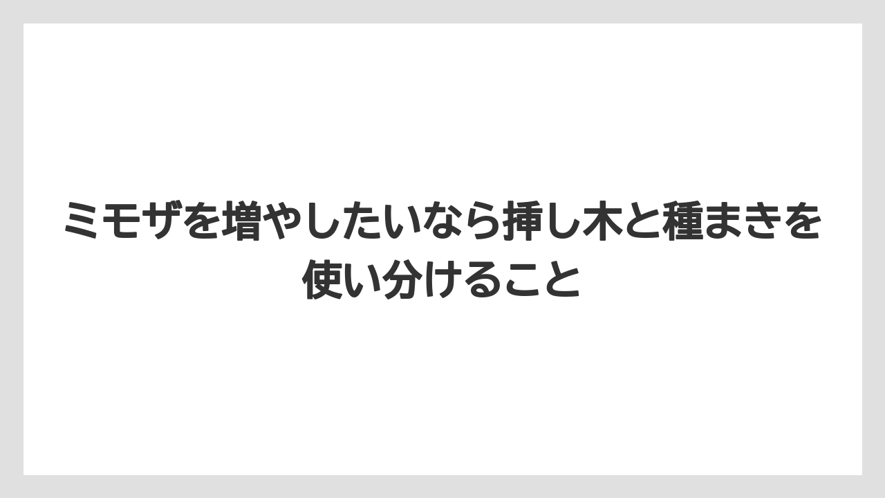 【バラ】【ミモザ】【メネデール】【栽培】【肥料】ミモザを増やしたいなら挿し木と種まきを使い分けること