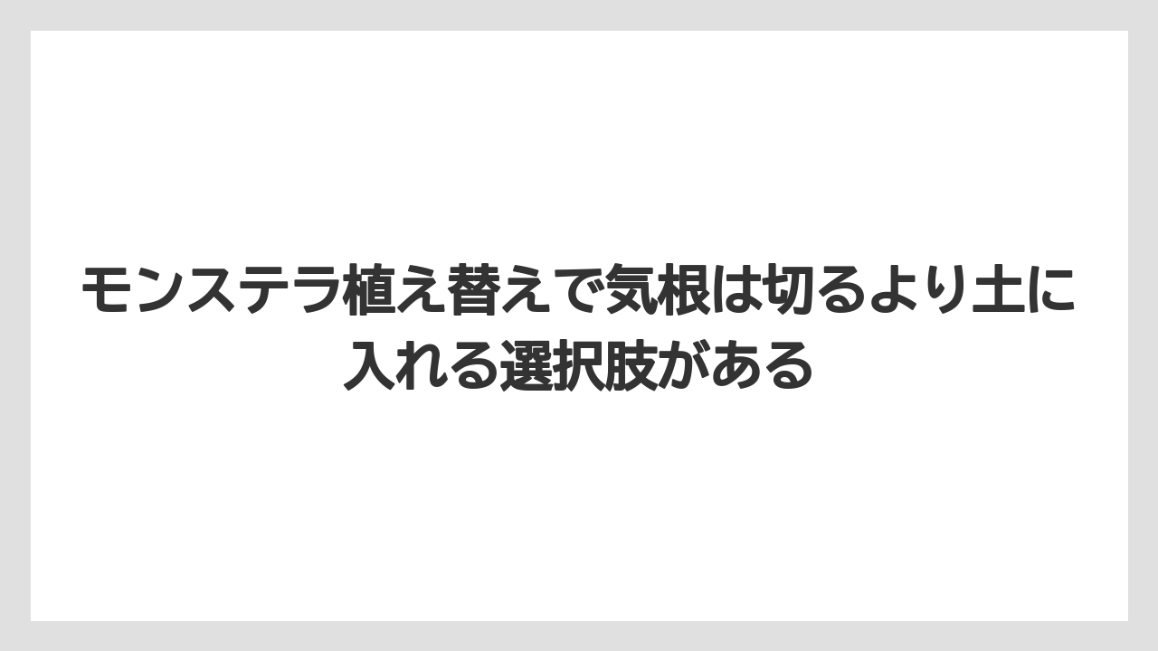 【モンステラ】【栽培】【農業】モンステラ植え替えで気根は切るより土に入れる選択肢がある