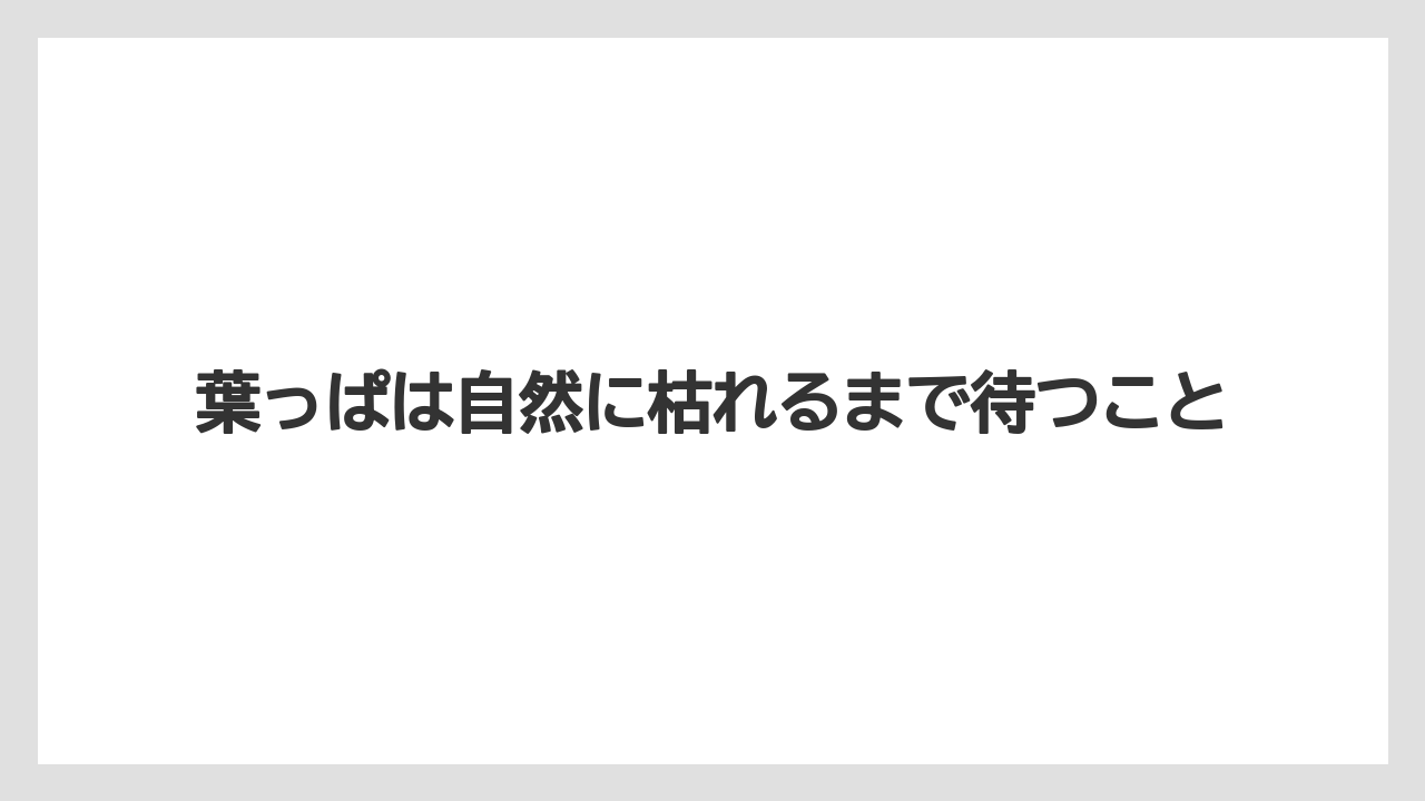 葉っぱは自然に枯れるまで待つこと