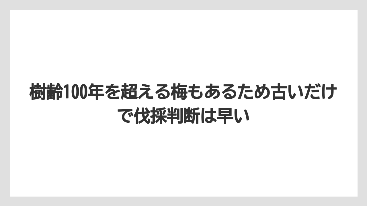 【栽培】【肥料】【農園】【農業】樹齢100年を超える梅もあるため古いだけで伐採判断は早い