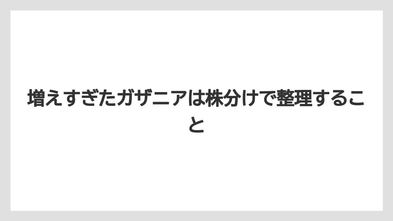 【栽培】【農園】【農業】増えすぎたガザニアは株分けで整理すること