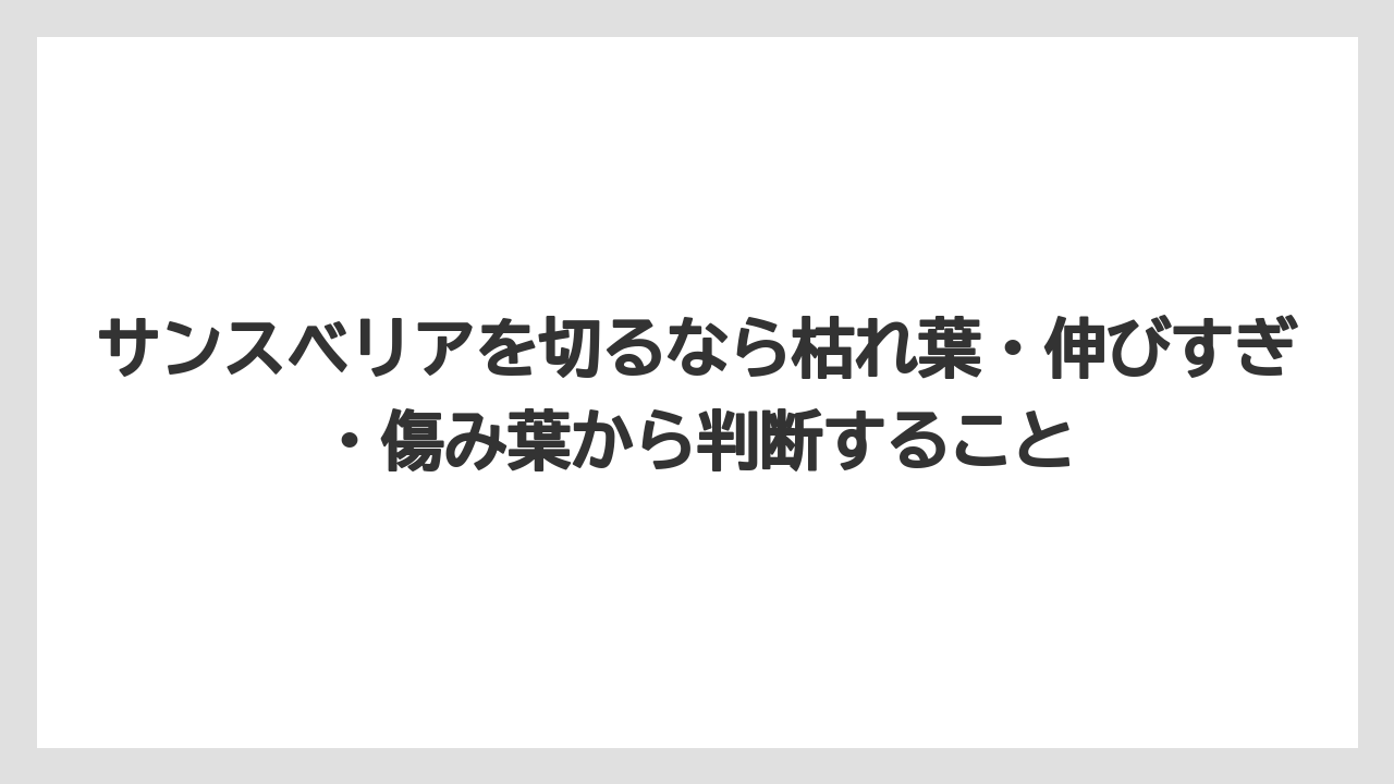 【サンスベリア】【栽培】【農業】サンスベリアを切るなら枯れ葉・伸びすぎ・傷み葉から判断すること