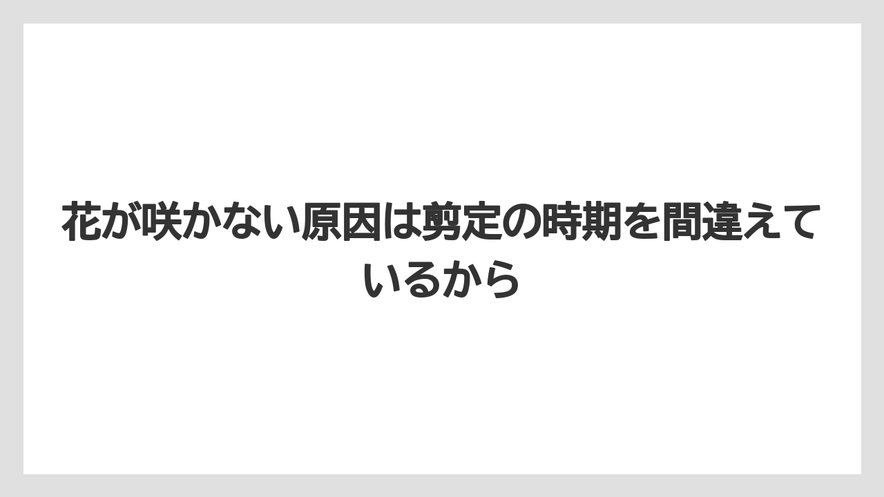 【ビバーナム】【後悔】【栽培】【植え】【育て方】花が咲かない原因は剪定の時期を間違えているから